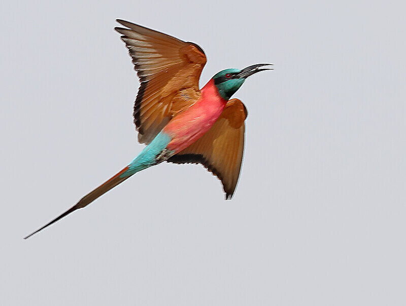 Northern Carmine Bee Eater - The Gambia Januarry 2026