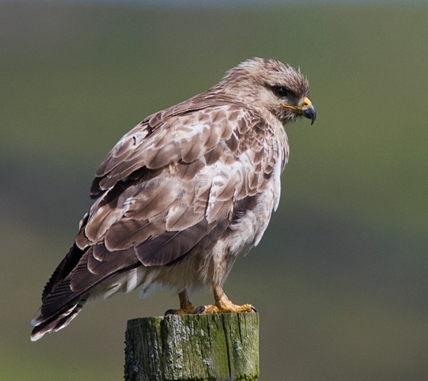 Common Buzzard - Juvenile Birds