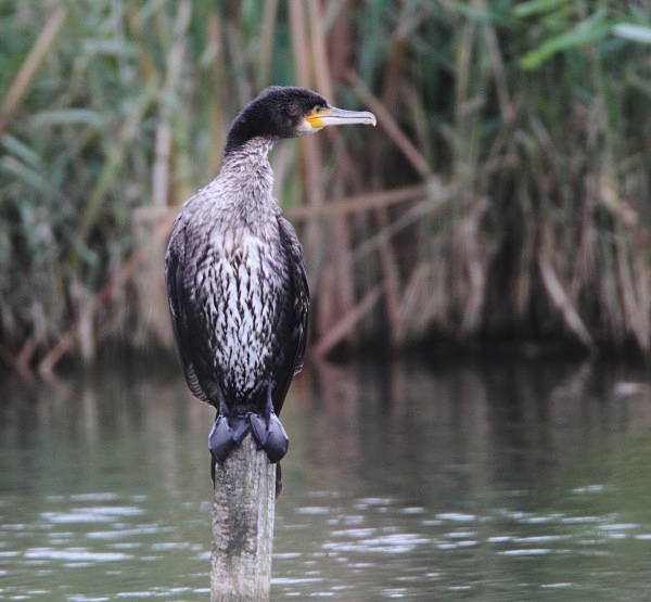 Cormorant - Norfolk, Autumn 2011