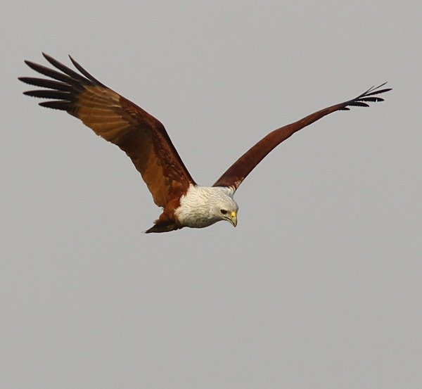 Braminhy Kite - Indian Birds