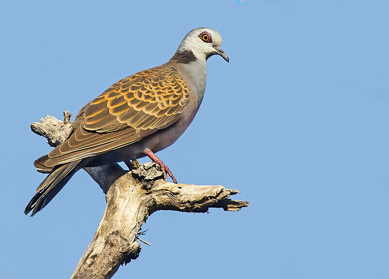 Adamawa Turtle Dove - The Gambia Nov/Dec 2023