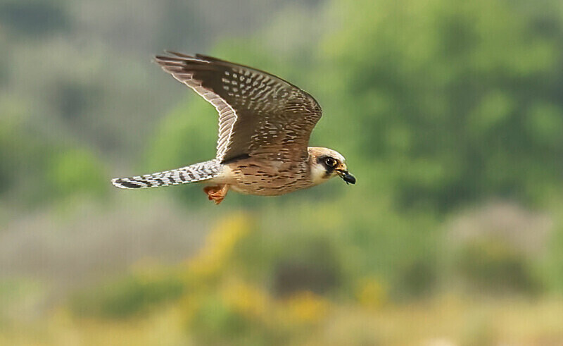 Red Footed Falcon - Lesvos 2025
