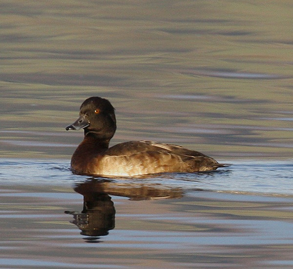 Tufted Duck - Ducks, Grebes, Geese, Swans & Gulls