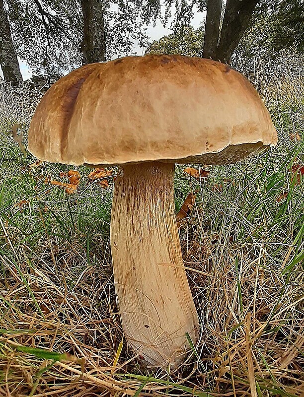 Summer Bolete - Boletes