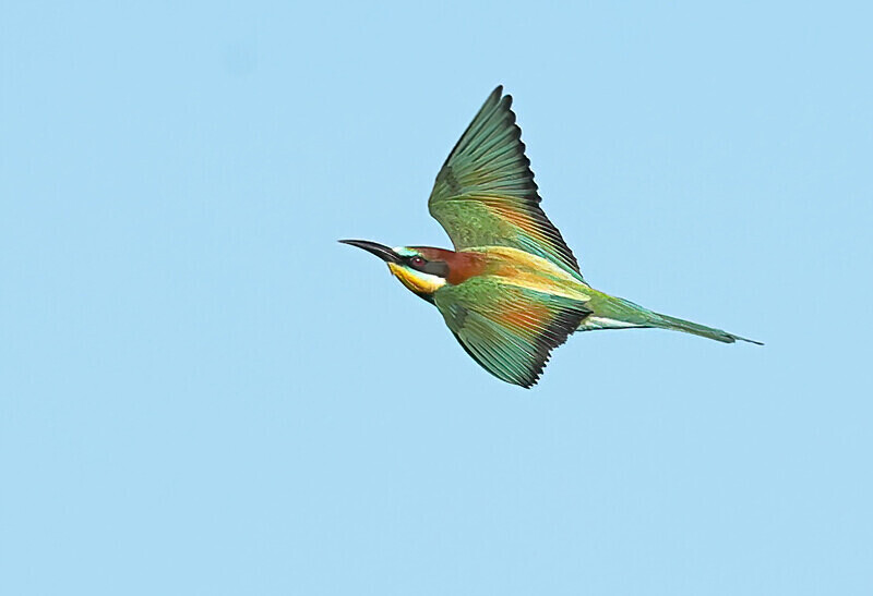 European Bee Eater - Lesvos 2025
