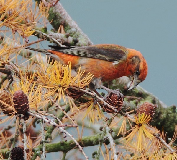 Male Crossbill - Crossbills