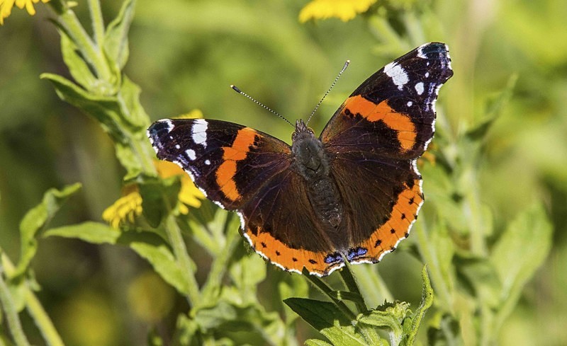 Red Admiral - Butterflies