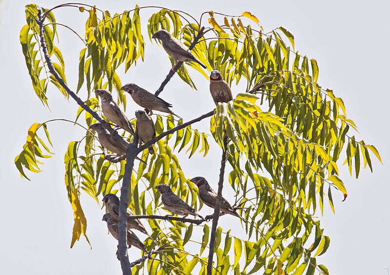 Cut Throat Finch flock - The Gambia Nov/Dec 2023
