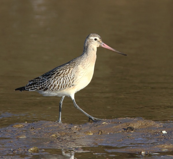Bar Tailed Godwit - Waders and Plovers