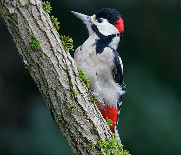 Great Spotted Woodpecker - Woodpeckers & Wrynecks