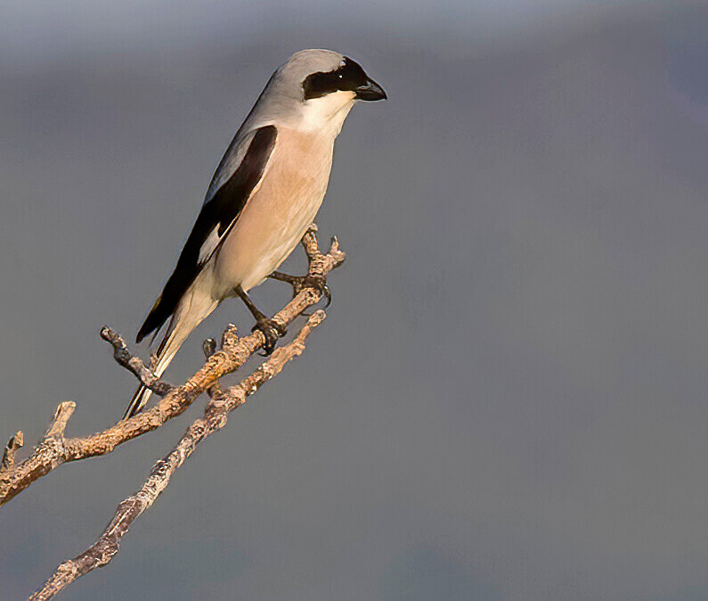Lesser Grey Shrike. - Lesvos April/May 2023