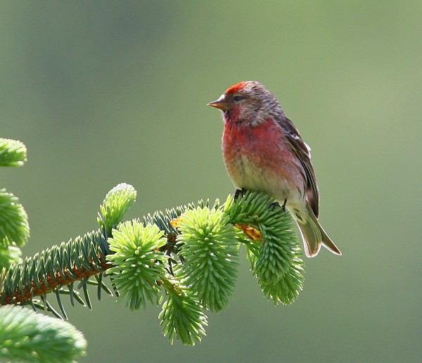 Redpoll - Finches