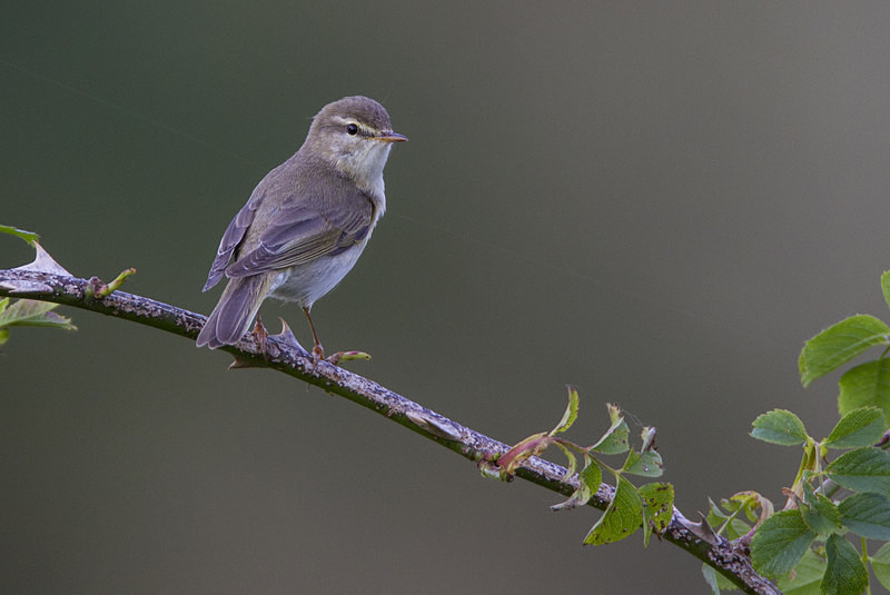 Willow Warbler - Spring birds around the Brecon Beacons