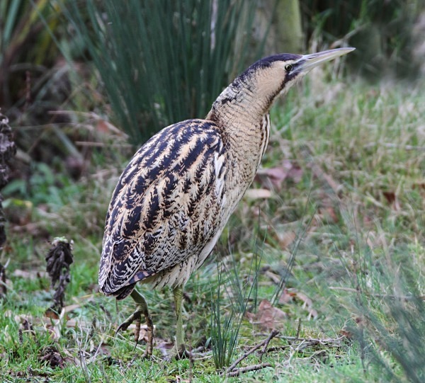 Bittern - Herons, Egrets, Rails & Divers