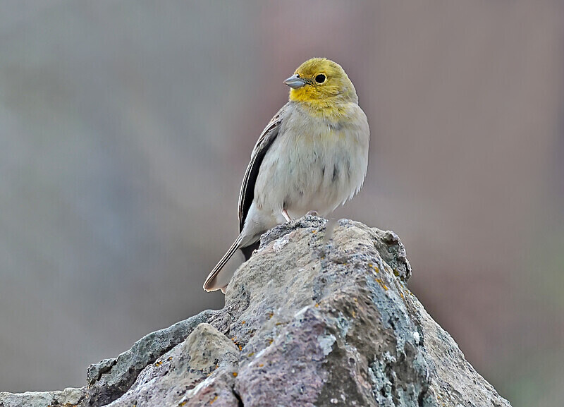 Cinereous Bunting - Lesvos 2025