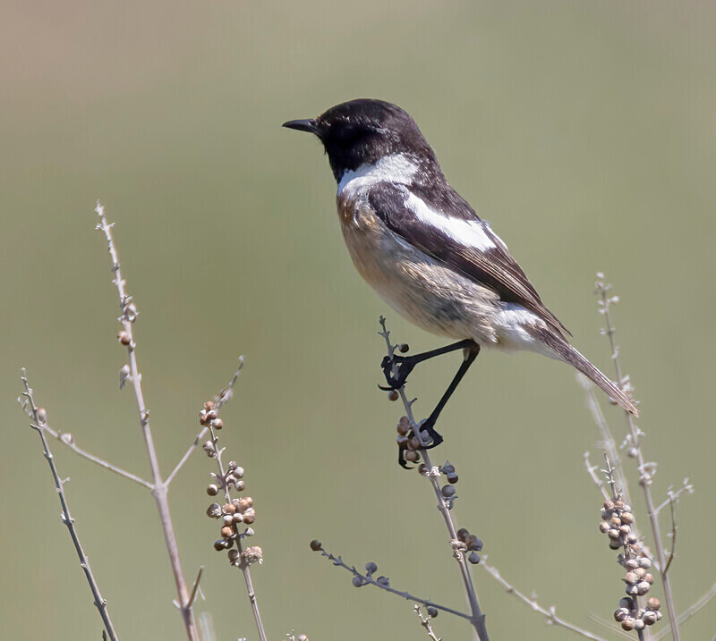 Stonechat. - Lesvos April/May 2023