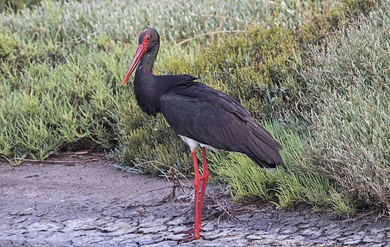 Black Stork. - Lesvos, Spring 2017