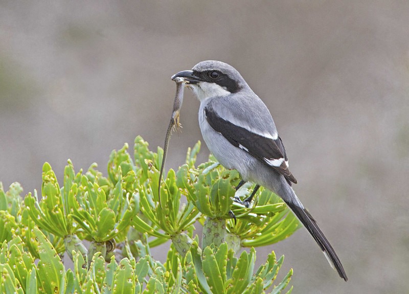Desert Shrike - Lanzarote