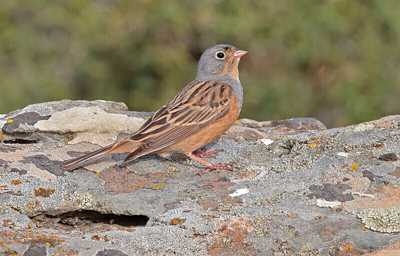 Cretzchmar's Bunting - Lesvos 2025
