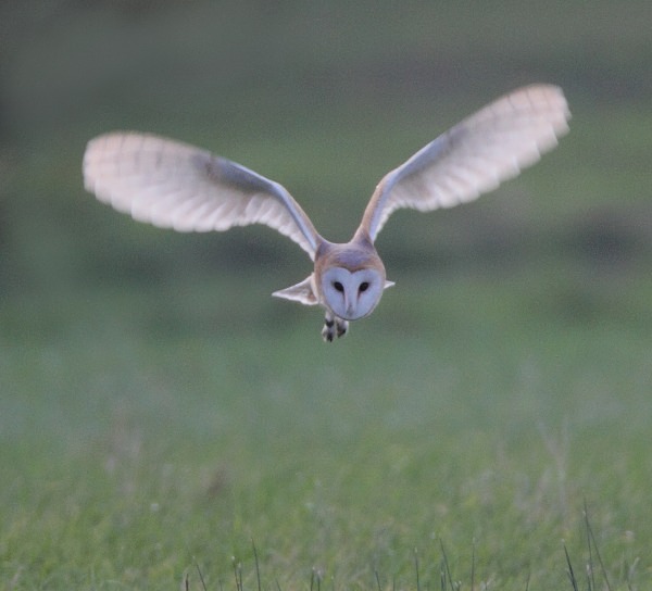 Barn Owl - Norfolk, Autumn 2011