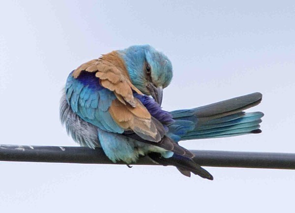 European Roller - Extremadura, Spain