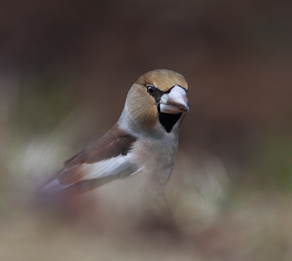 Hawfinch - Finches