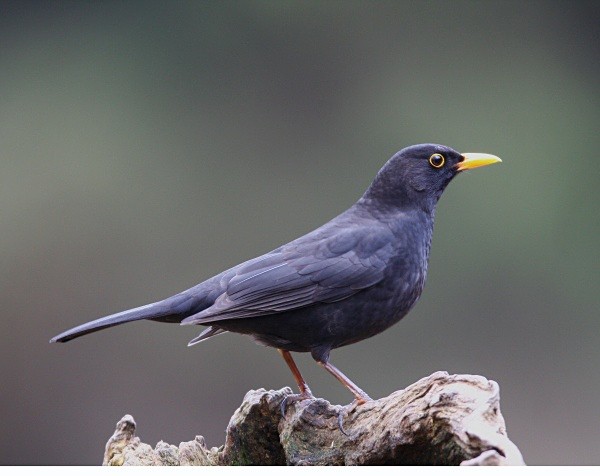 Blackbird - Thrushes & Ouzels