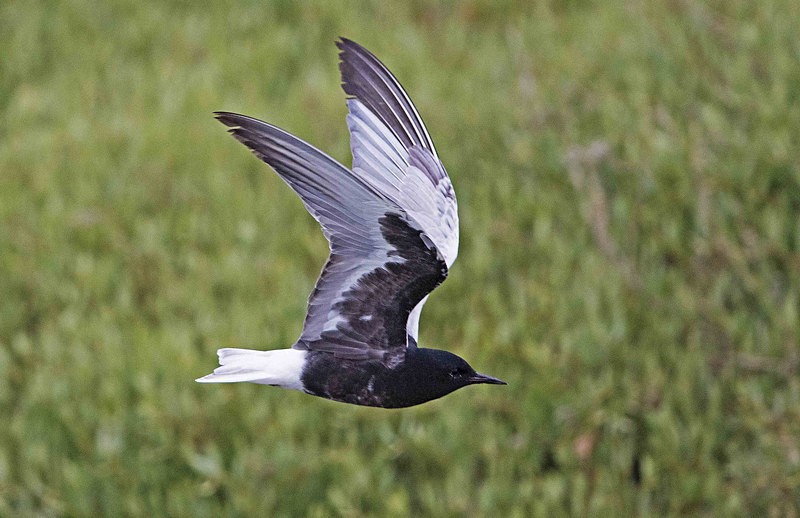 White Winged Black Tern - Lesvos 2015