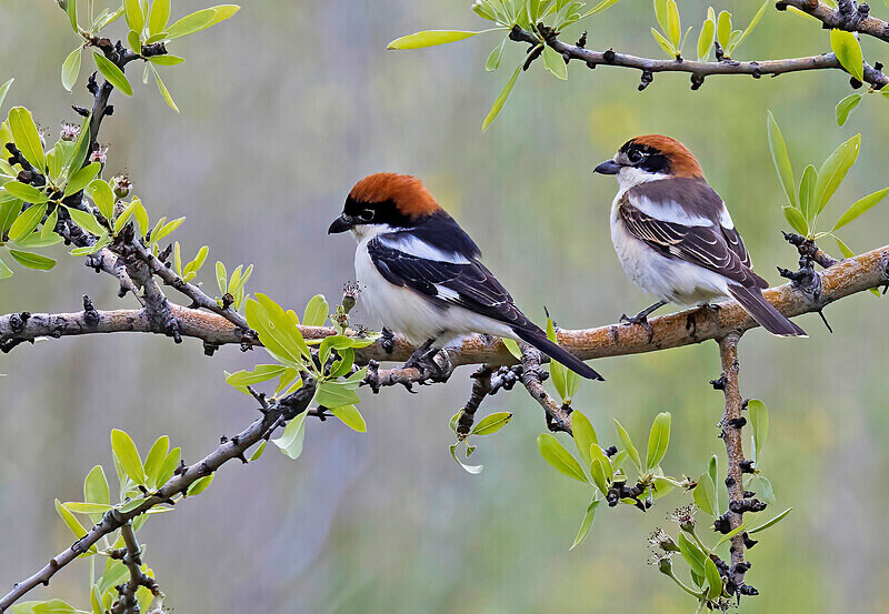 Woodchat Shrike pair. - Lesvos April/May 2023