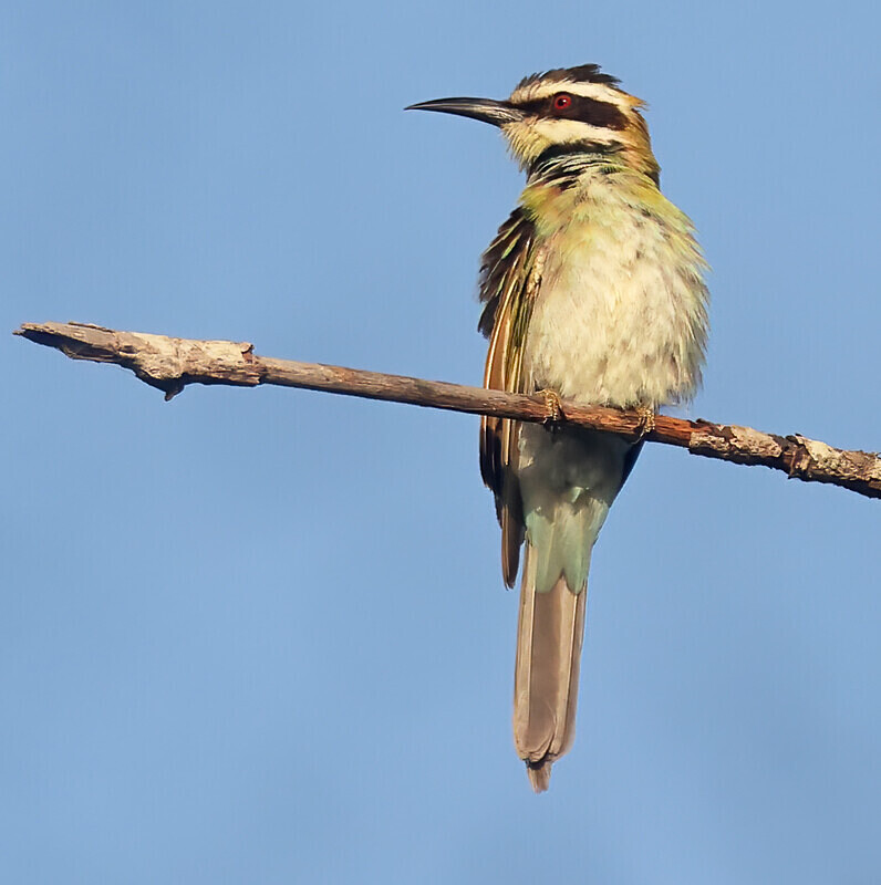 White Throated Bee Eater. - The Gambia Januarry 2026