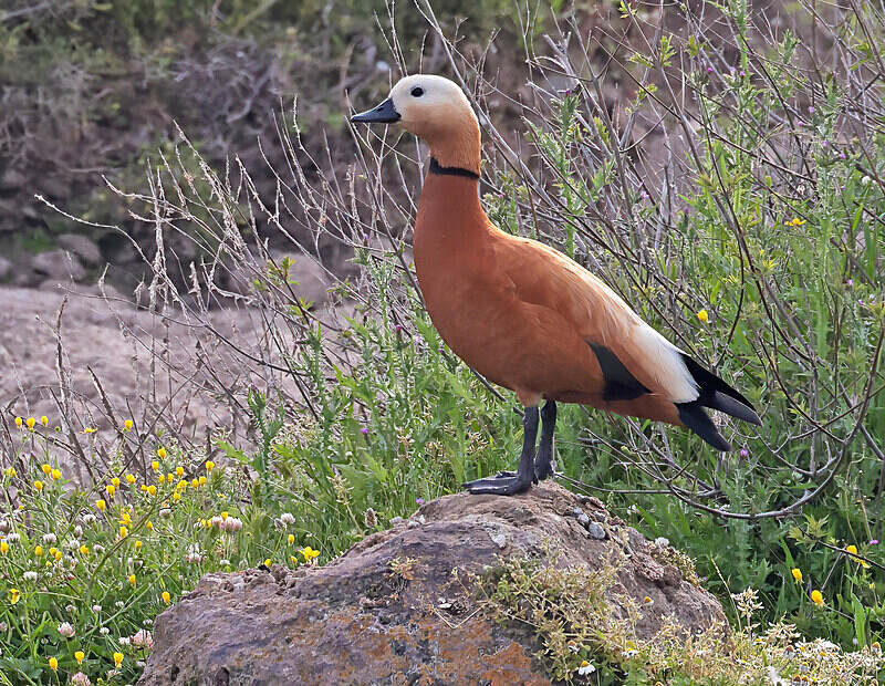 Ruddy Shelduck - Lesvos 2025