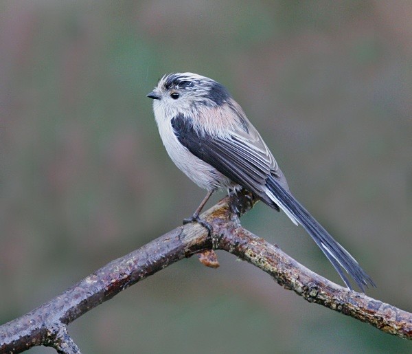 Long Tailed Tit - Crests & Tits