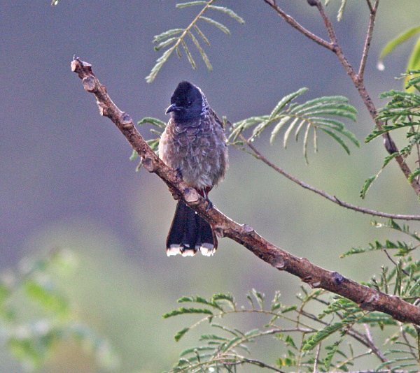 Red Vented Bulbul - Indian Birds