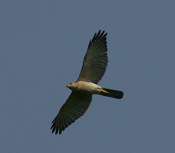 Shikra - Indian Birds