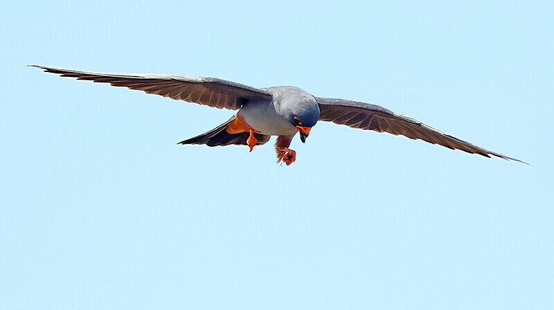 Red Footed Falcon - Lesvos 2025