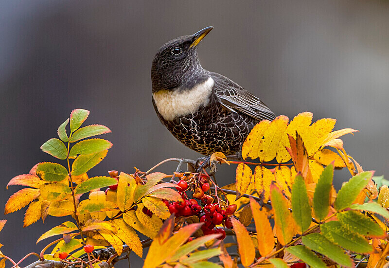 Ring Ouzel - Ring Ouzels