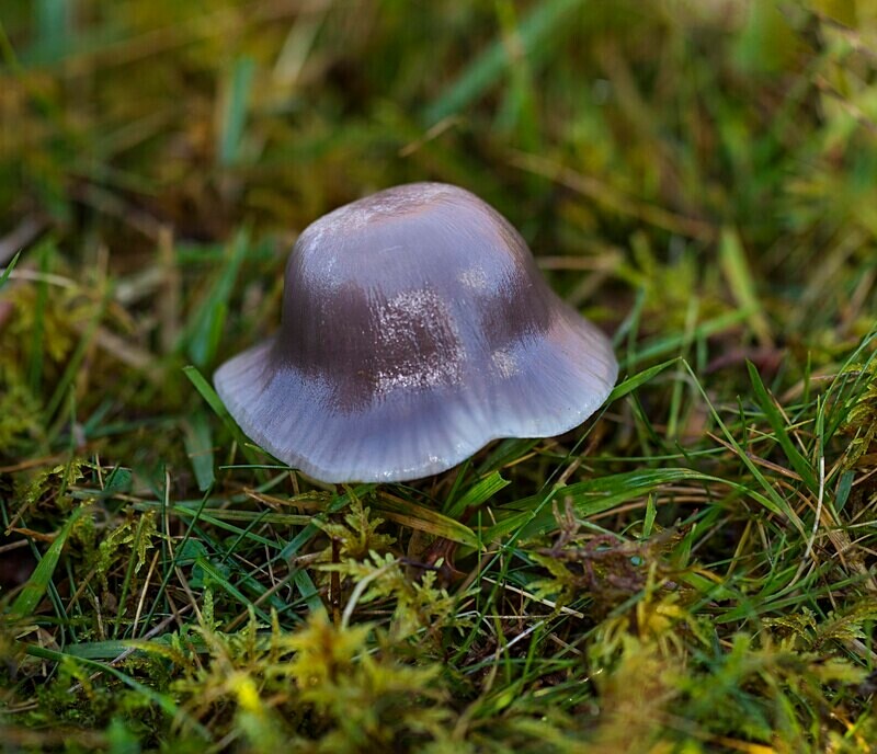 Yellow foot Waxcap - Waxcaps