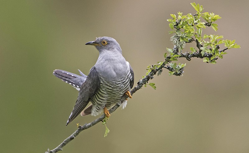 Male Cuckoo - Cuckoos