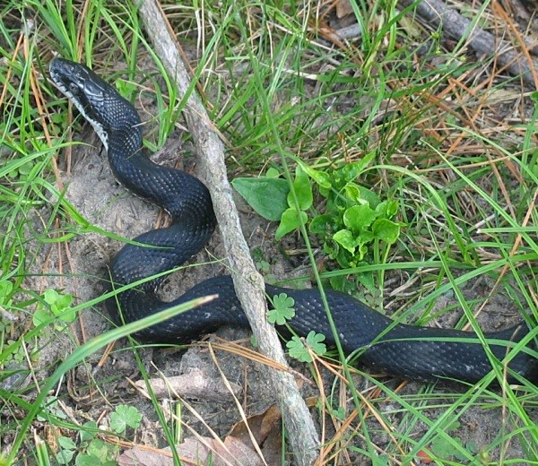 Rat Snake (Cape May, USA)