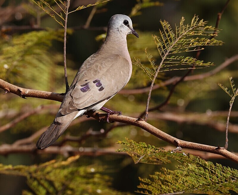 Blue Spotted Wood Dove - The Gambia Januarry 2026