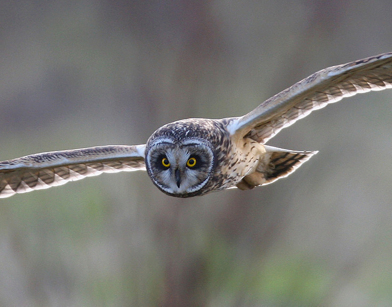 Short Eared Owl - Selection Box