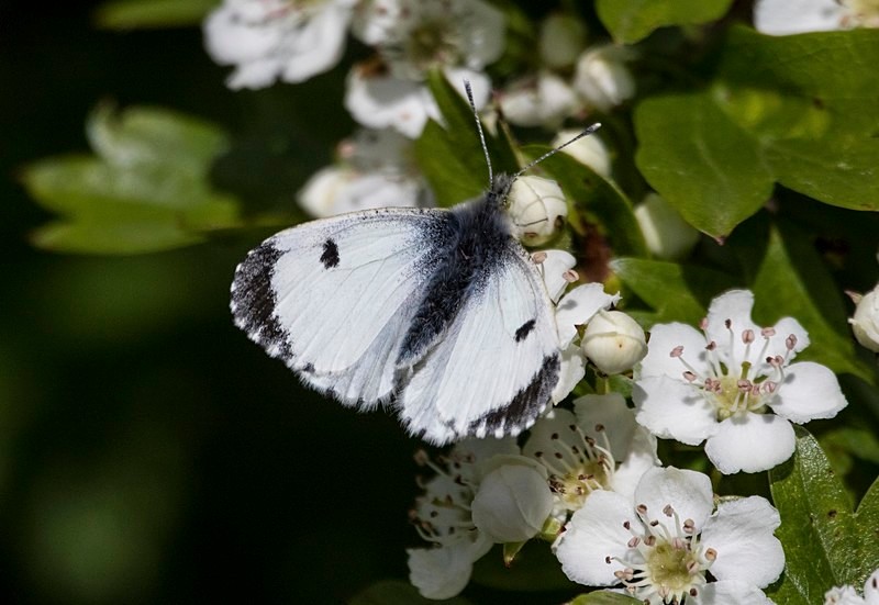 Orange Tip, Female - Butterflies