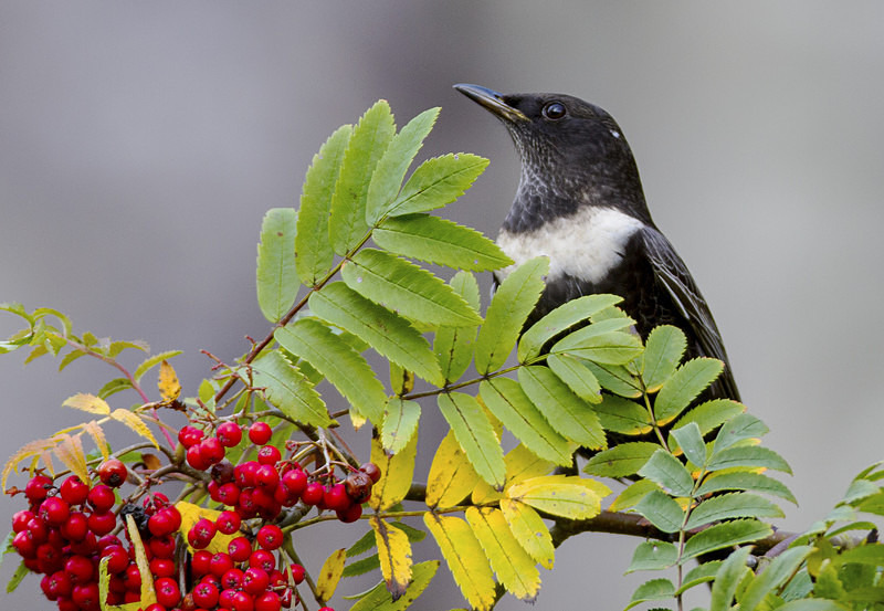 Male Ring Ouzel - Ring Ouzels