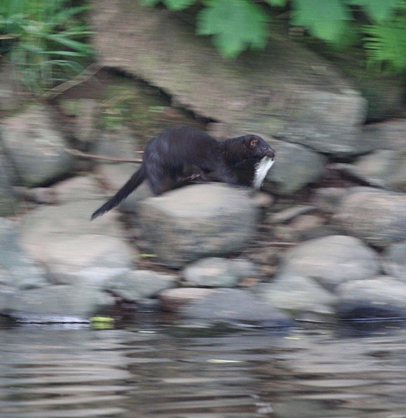 North American Mink with Rainbow Trout on the River Usk near Brecon. - From around the UK