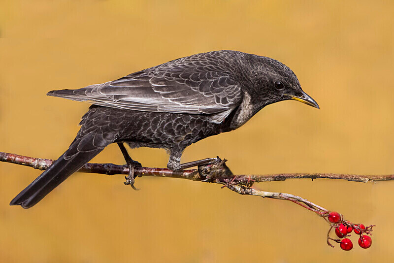 Ring Ouzel - Ring Ouzels