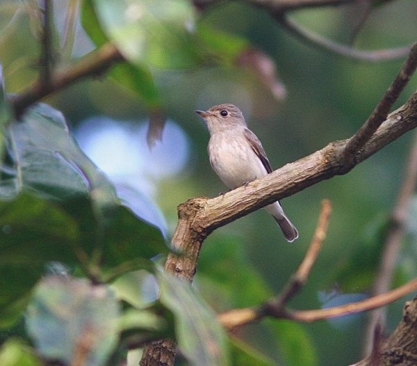 Brown Flycatcher - Indian Birds