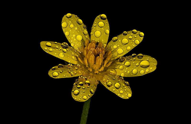 Lesser Celandine - Images from the small world.
