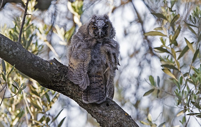 Long Eared Owl - Lesvos 2015