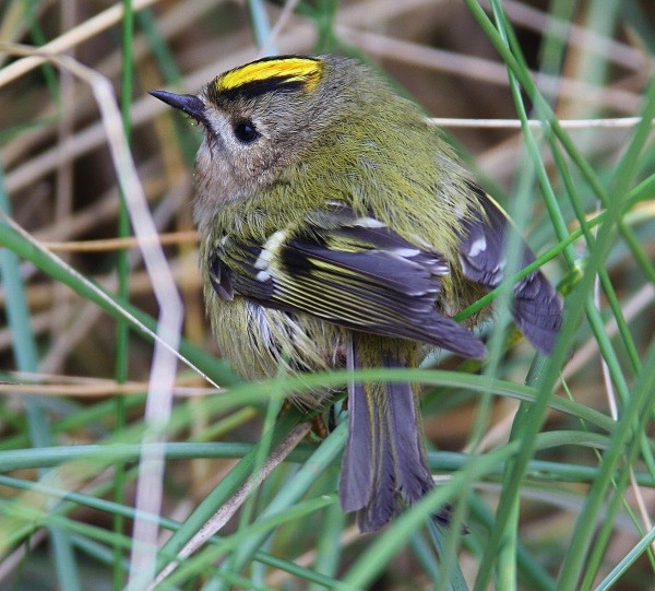 Goldcrest - Crests & Tits