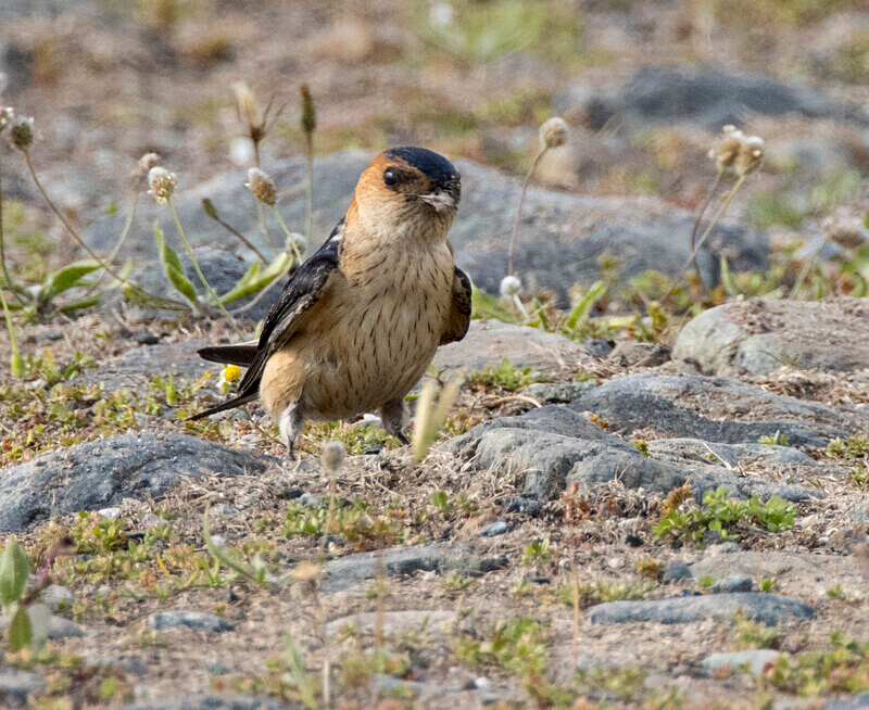 Red Rumped Swallow. - Lesvos April/May 2023